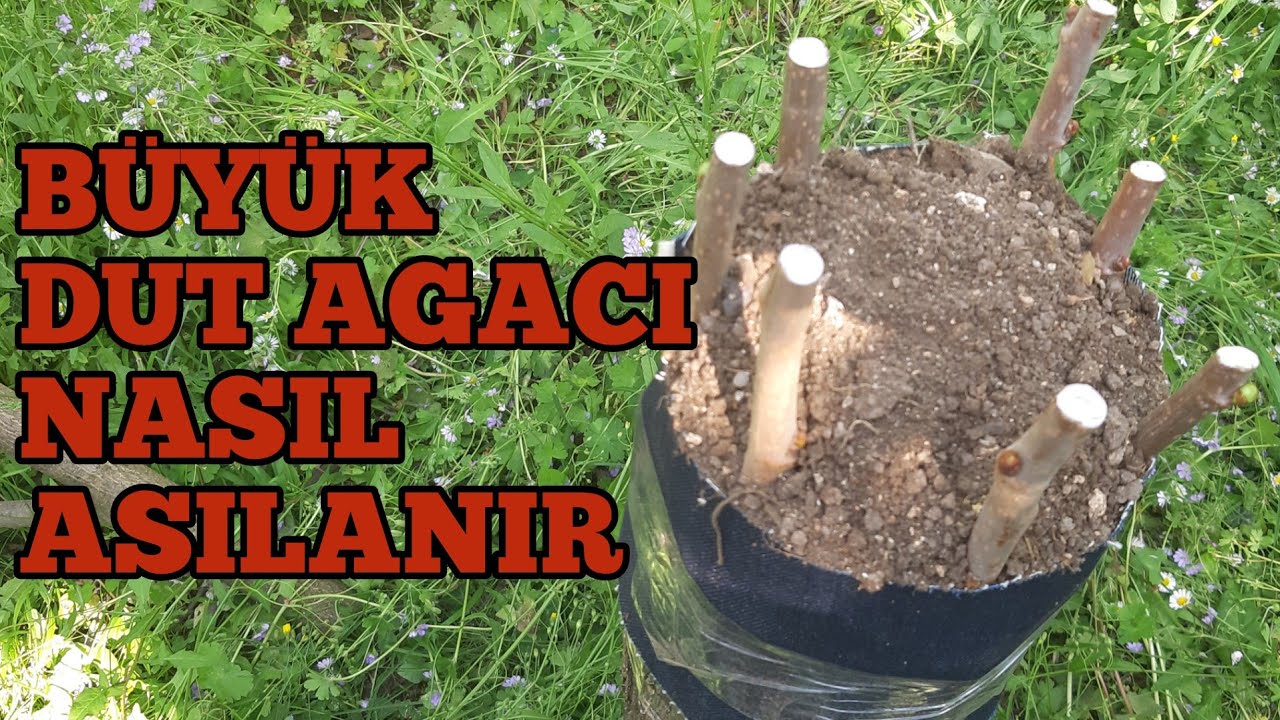 BÜYÜK DUT AĞACI NASIL AŞILANIR