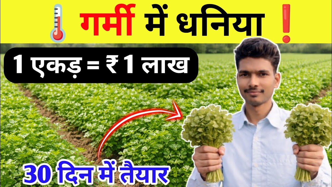 गर्मी में धनिया नहीं उगता ? ये नया तरीका देख लो | 40 दिन में बंपर पैदावार |garmi me dhaniya ki kheti