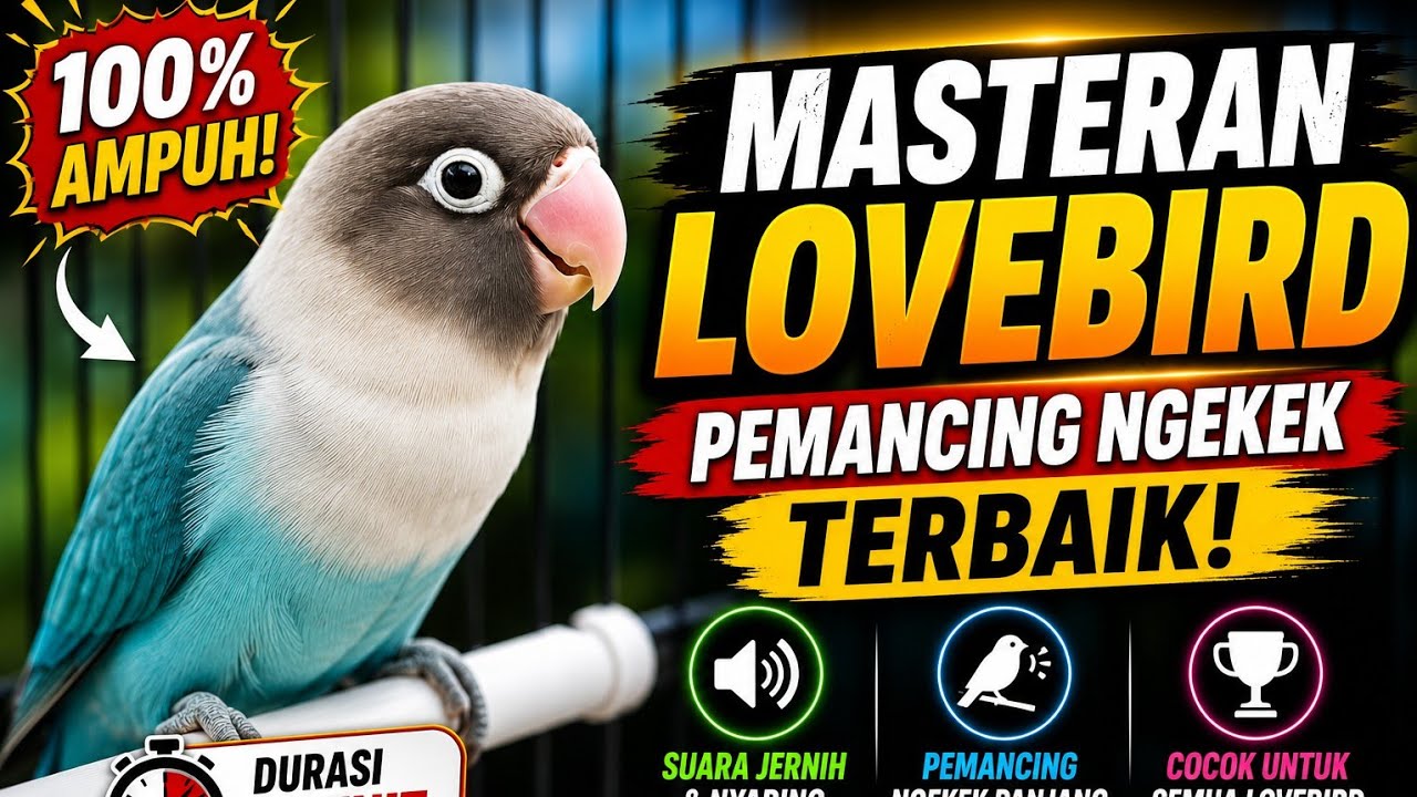 MASTERAN LOVEBIRD konslet 3 MENIT  DURASI 2 JAM