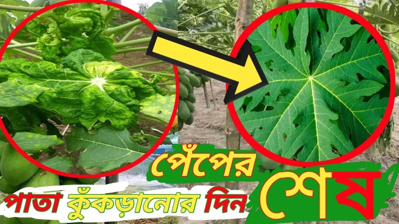 পেঁপে পাতা কোঁকড়ানো ভাইরাস এর ১০০% সমাধান।  
