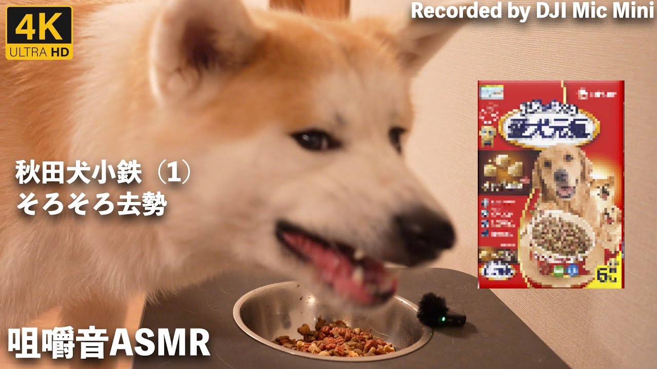 カリカリ好きな秋田犬ASMR