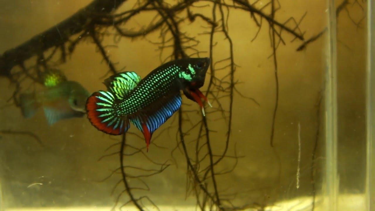 Original Wild Betta Imbellis of Thailand.