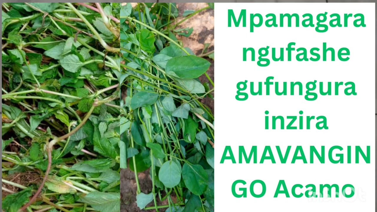 MUGORE: NGUKU UKO BAFUNGURA INZIRA   AMAVANGINGO ACAMO , MUGIHE GITO UBA UVOMESHA NKABANDI🥰👍🙌