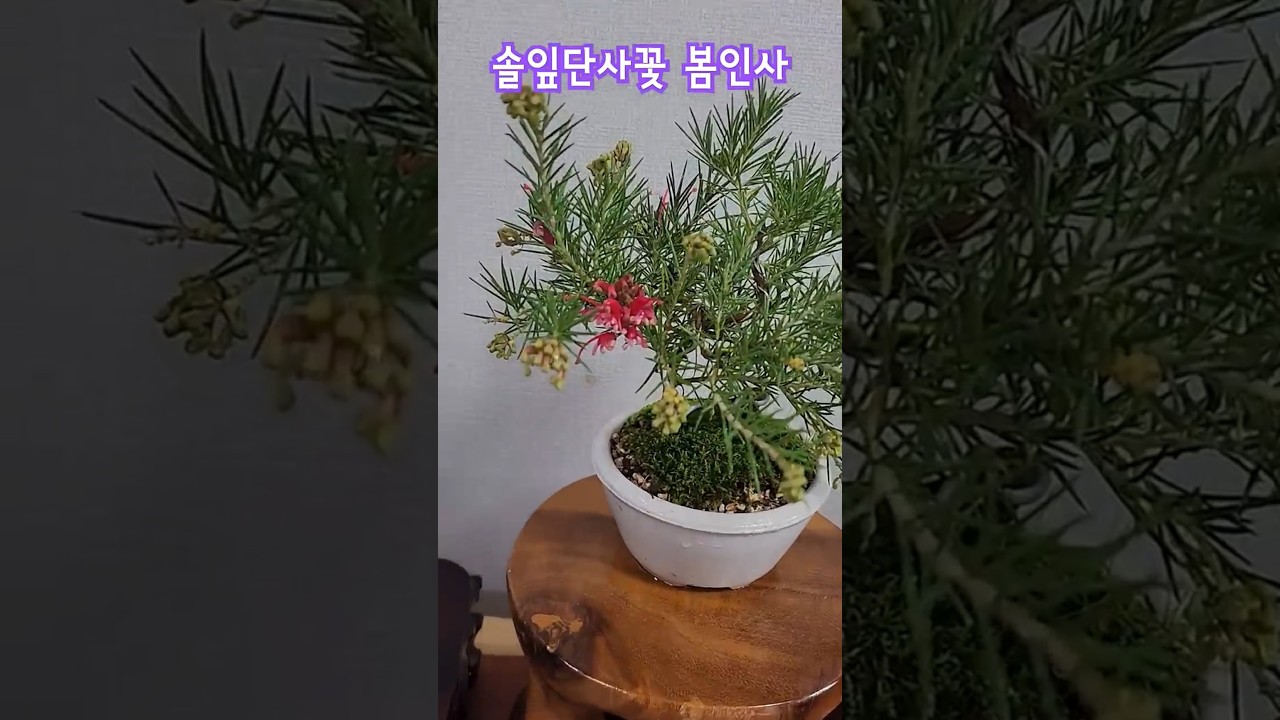솔잎단사꽃이 다시 활짝 웃으며 인사 드립니다.#아벨루스 #반려식물 #bonsai #미니식물 #중년취미#김용빈