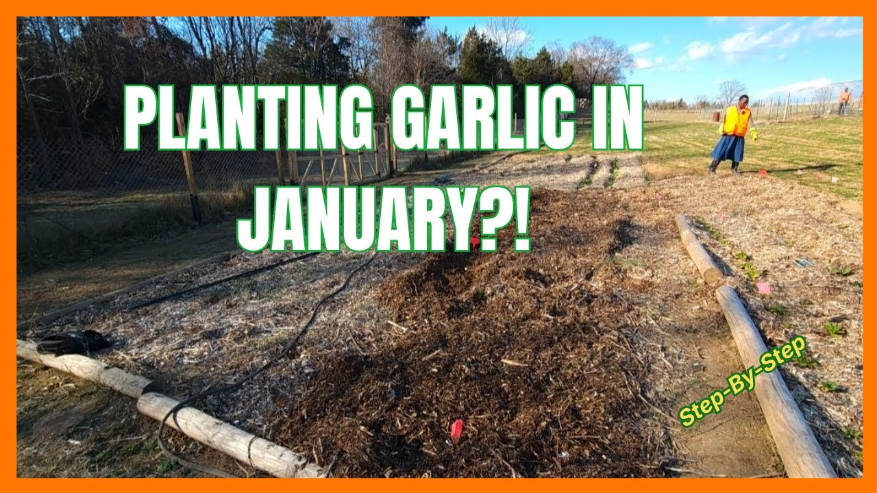Planting Garlic in January 🤔 | Step-By-Step Winter Garlic Planting + Full Bed Tour