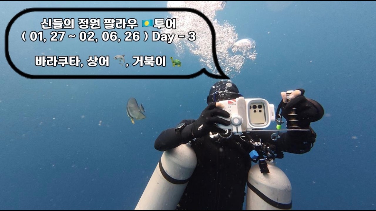 신들의 정원 팔라우 🇵🇼투어 ( 01, 27 ~ 02, 06, 26 ) Day - 3 바라쿠다 🐟, 상어 🦈, 거북이 🐢