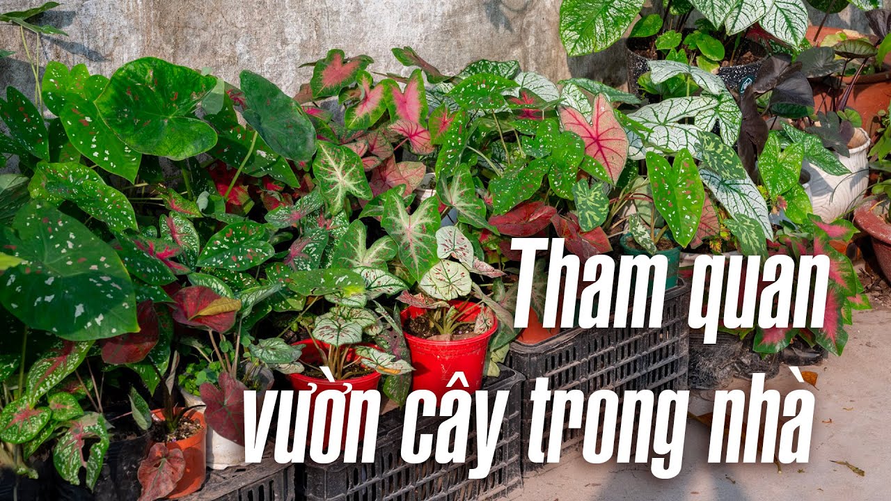 Tham quan vườn cây trong nhà, nhiều cây đẹp, đắt tiền