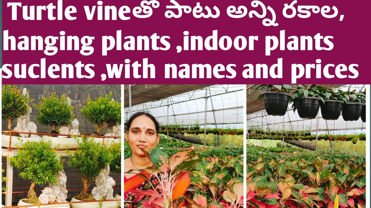All variety indoor plants with names and prices/kadiyam nursery indoor plants vlog.