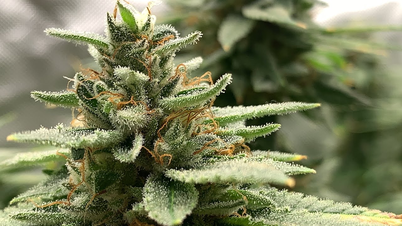 WEEK 5 OF FLOWER GROWING CANNBIS WITH VIPARSPECTRA XS4000 INA  2x4