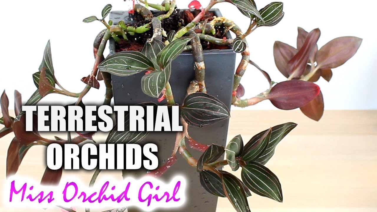 Terrestrial Orchids with pretty leaves! - New Ludisia display