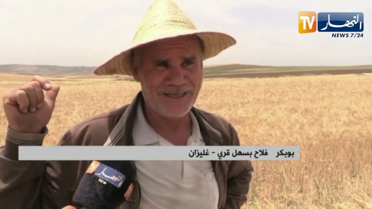غليزان: نتائج فاقت التوقعات في تكثيف البذور في سهل قري ببلدية سيدي محمد بن علي