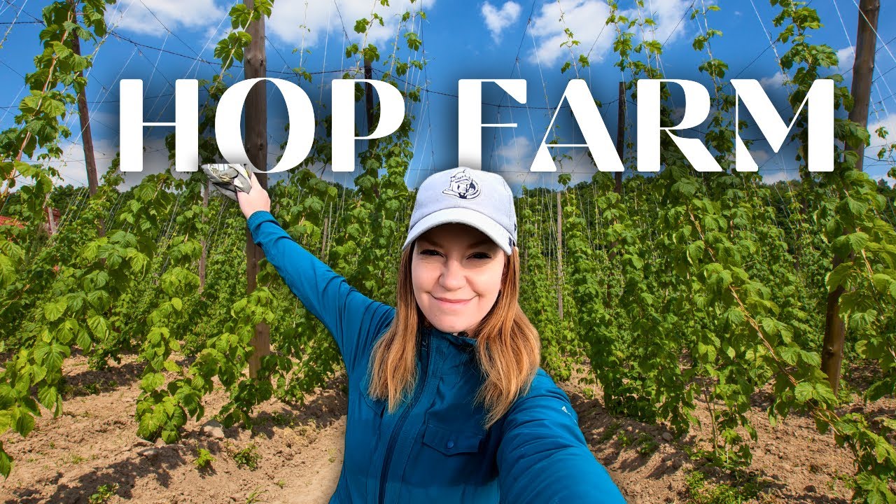 Working on a HOP FARM in New Zealand (a vlog)