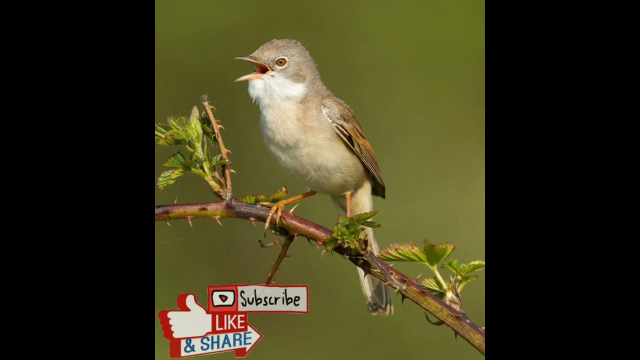 greater whitethroat song