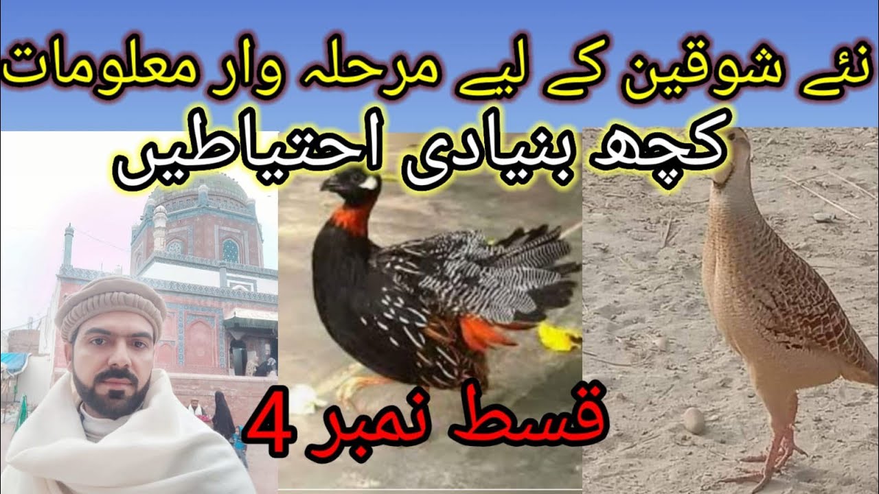 New shokeen Episode 4 | Basic information | نئے شوقین کےلیے کالے کی کچھ احتیاط تدابیر قسط نمبر چار