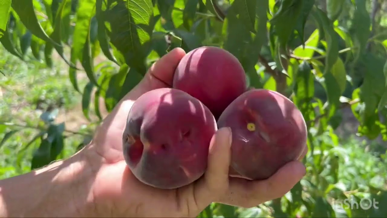 Персик Роял Глорі