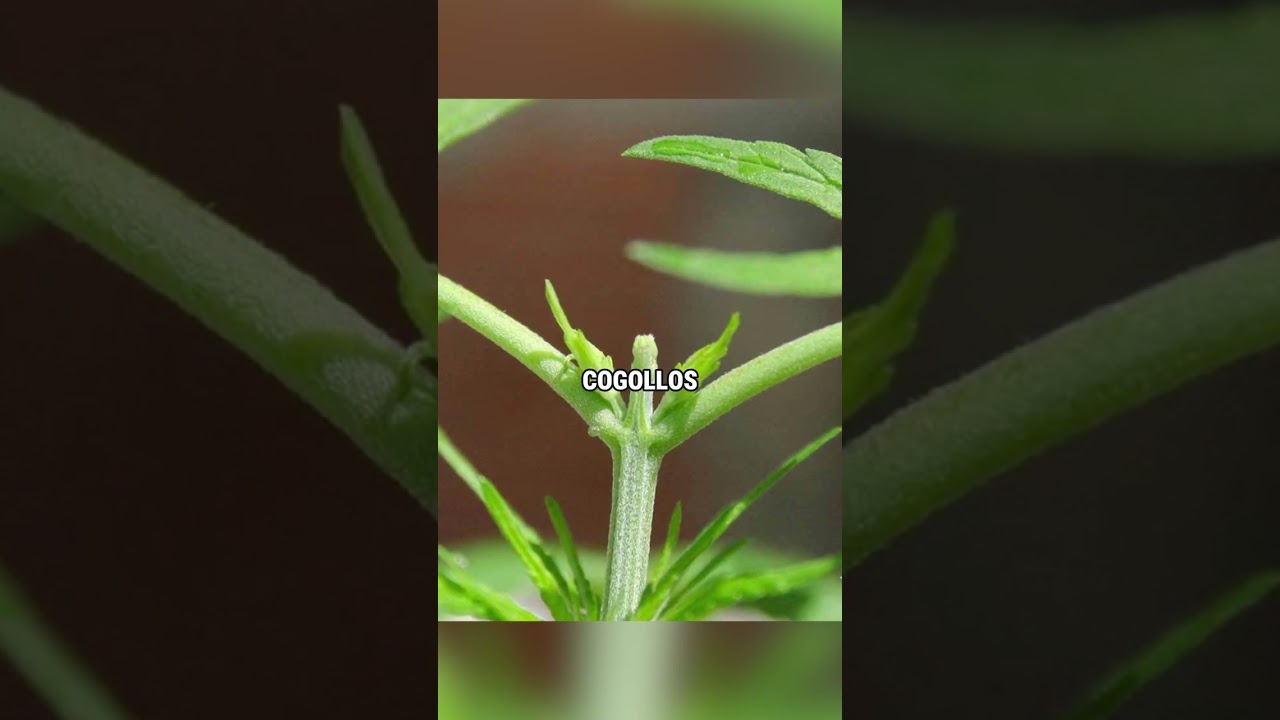 T&Eacute;CNICAS PODA ✂ PARA OPTIMIZAR EL CULTIVO 💡 Mars Hydro