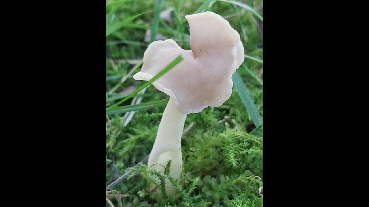 Helvella latispora (Helvella latispora) - 08.08.2021, Nowa Huta, Kraków.