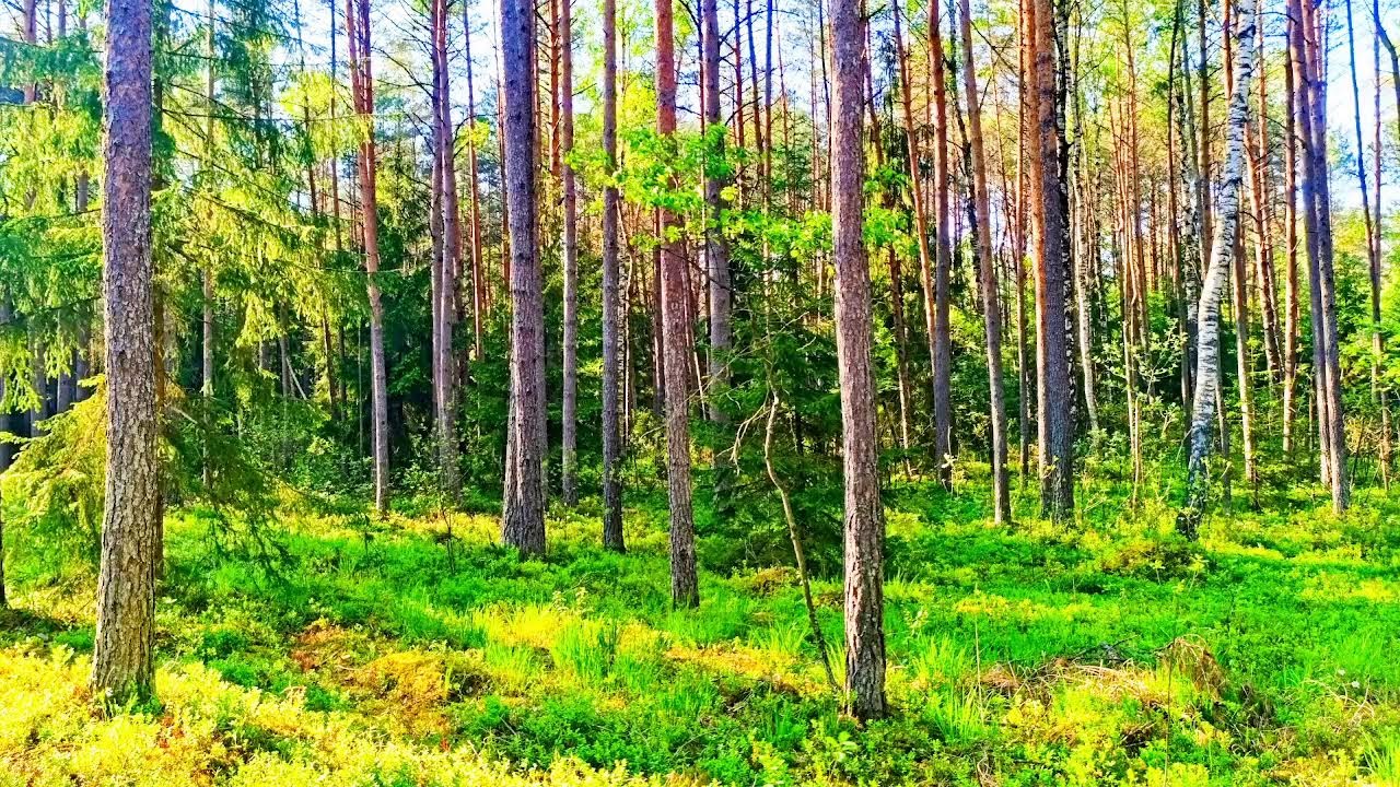 Пение птиц в лесу исцеляет сердце и нервную систему.