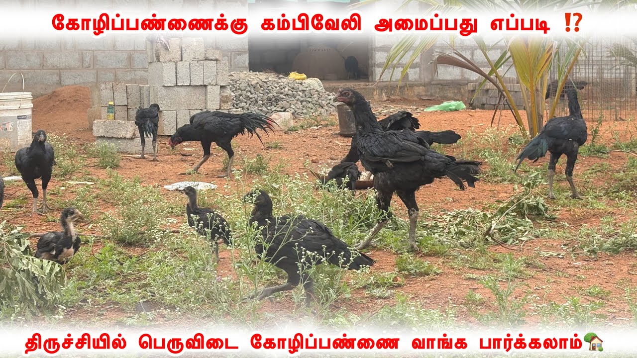 திருச்சியில் பெருவிடை பண்ணை 🏡 || கோழிப்பண்ணைக்கு பென்சிங் அமைப்பது எப்படி❗️