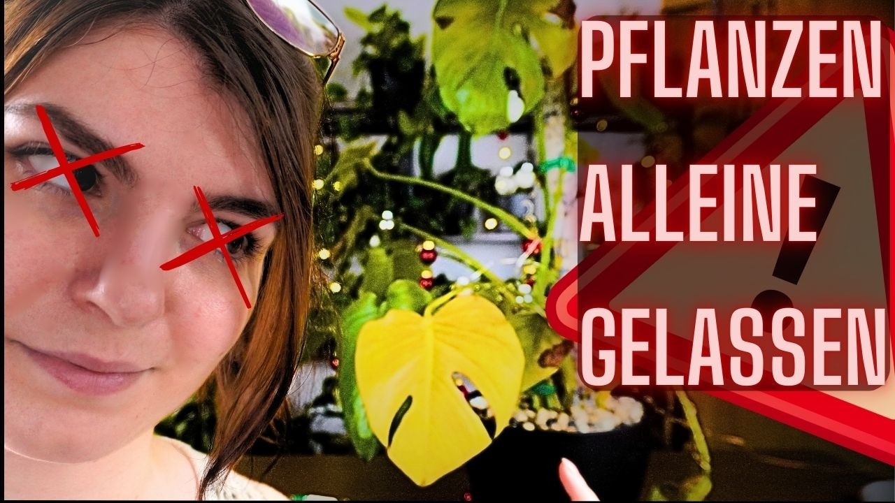 3 Wochen ohne Pflege? So rettest du deine Pflanzen nach dem Urlaub!