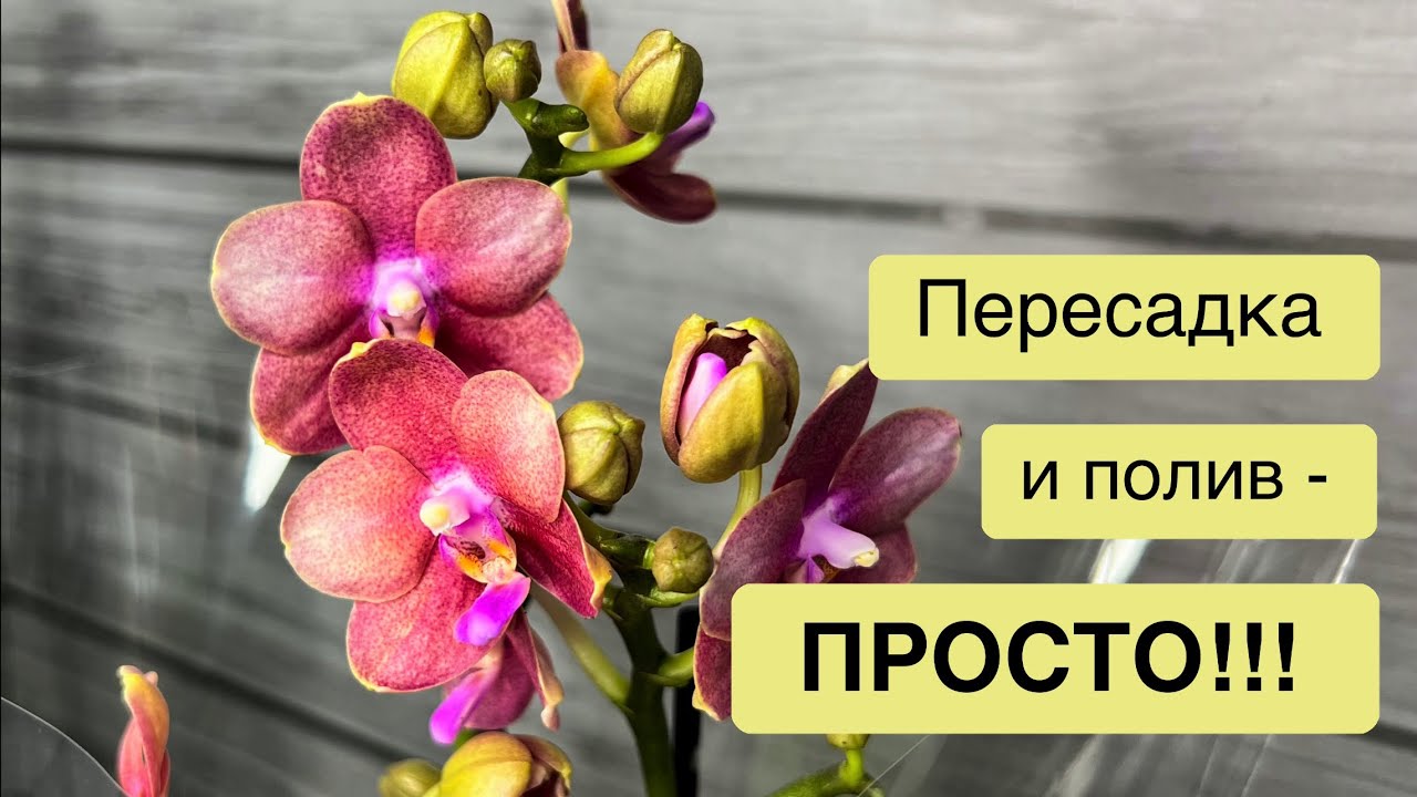 Реанимация орхидеи | Пересадка | Полив