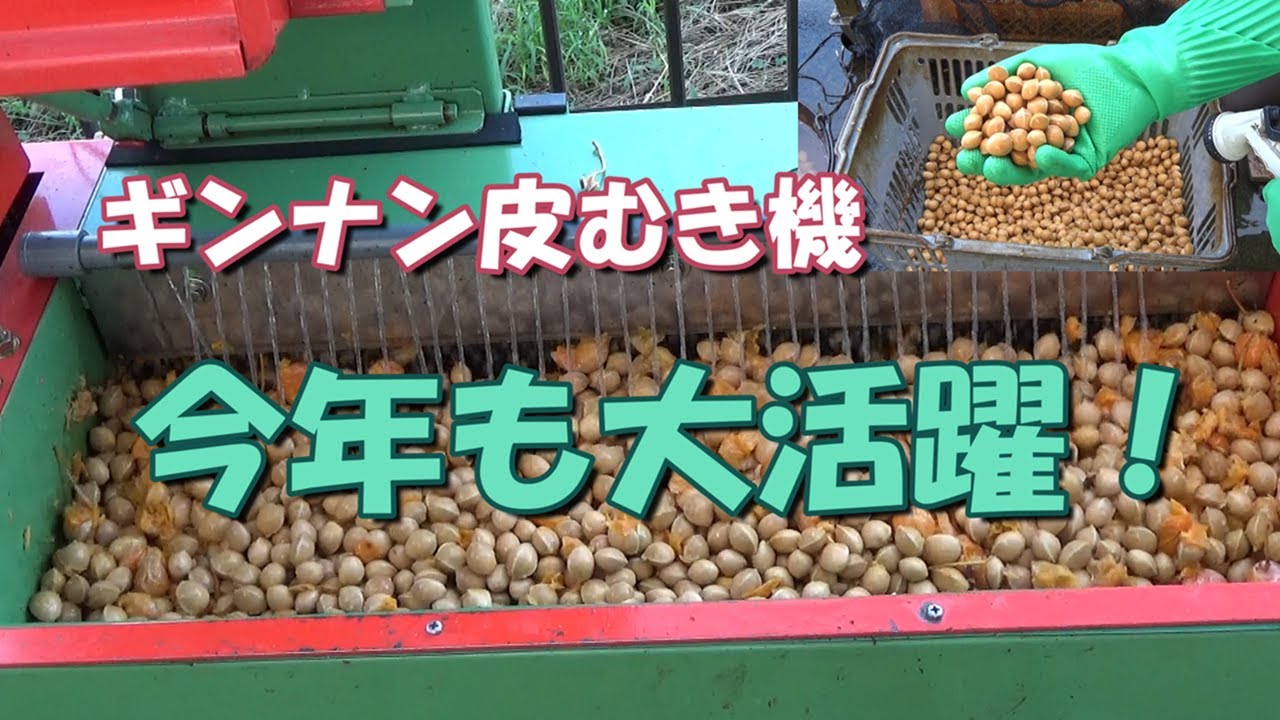 ギンナン皮むき機－今年も大活躍！