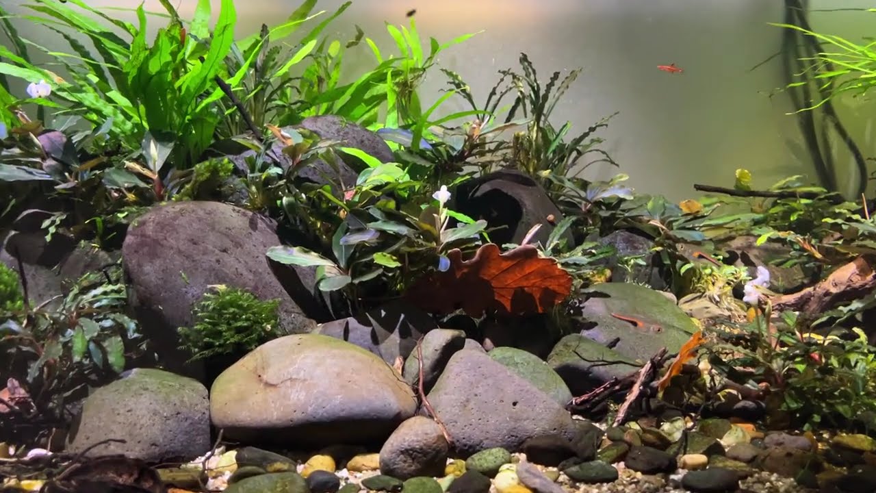 Aquarium Bucephalandra 2026/2