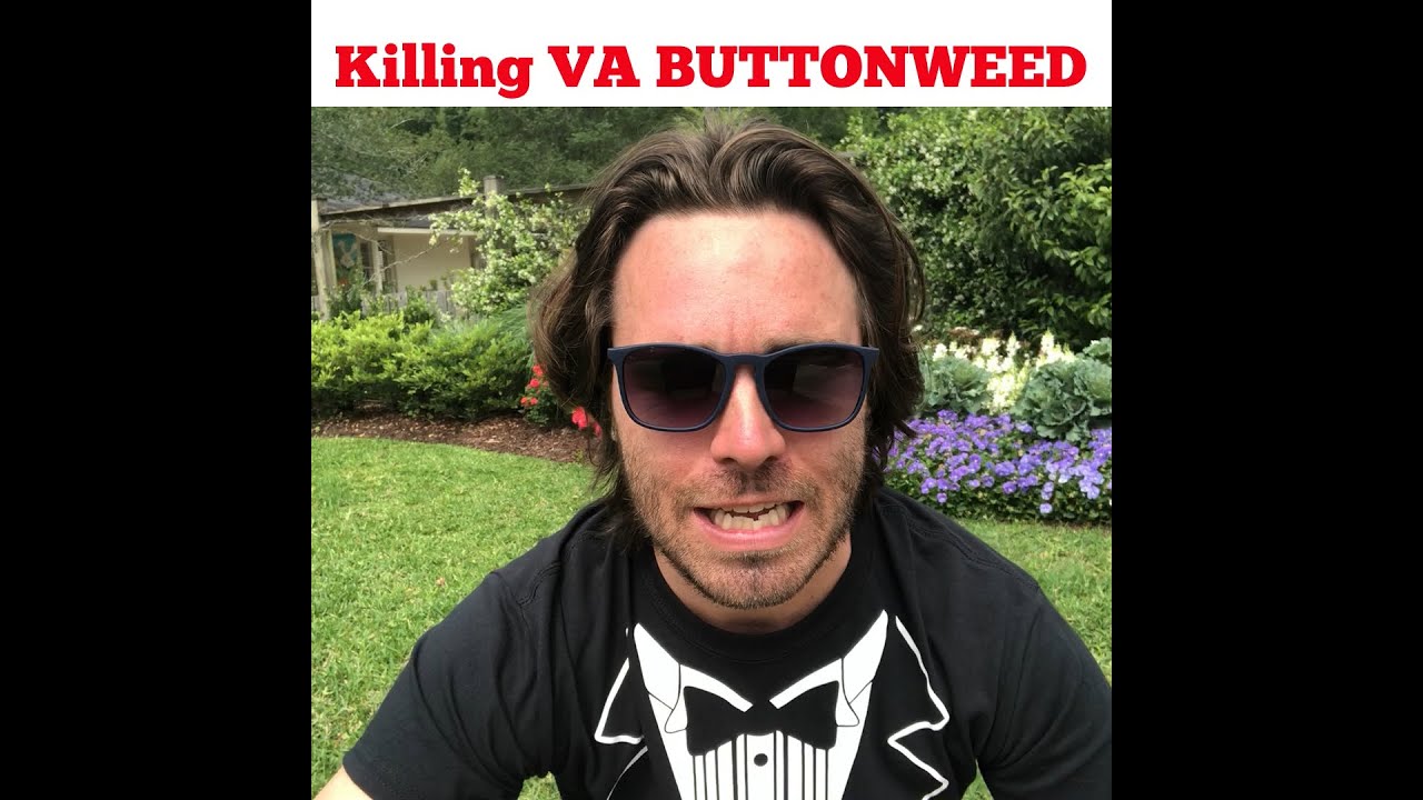 Killing Virginia Buttonwees