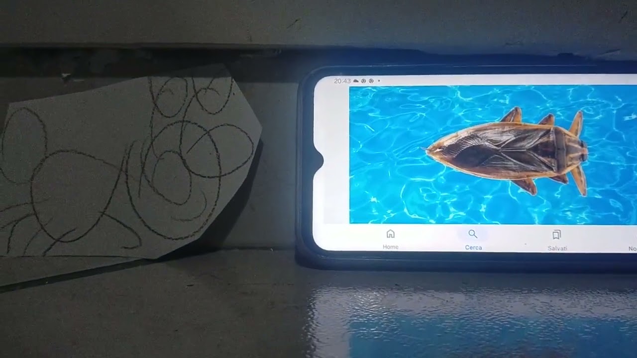 Meet the Animals 94: Giant Water Bug