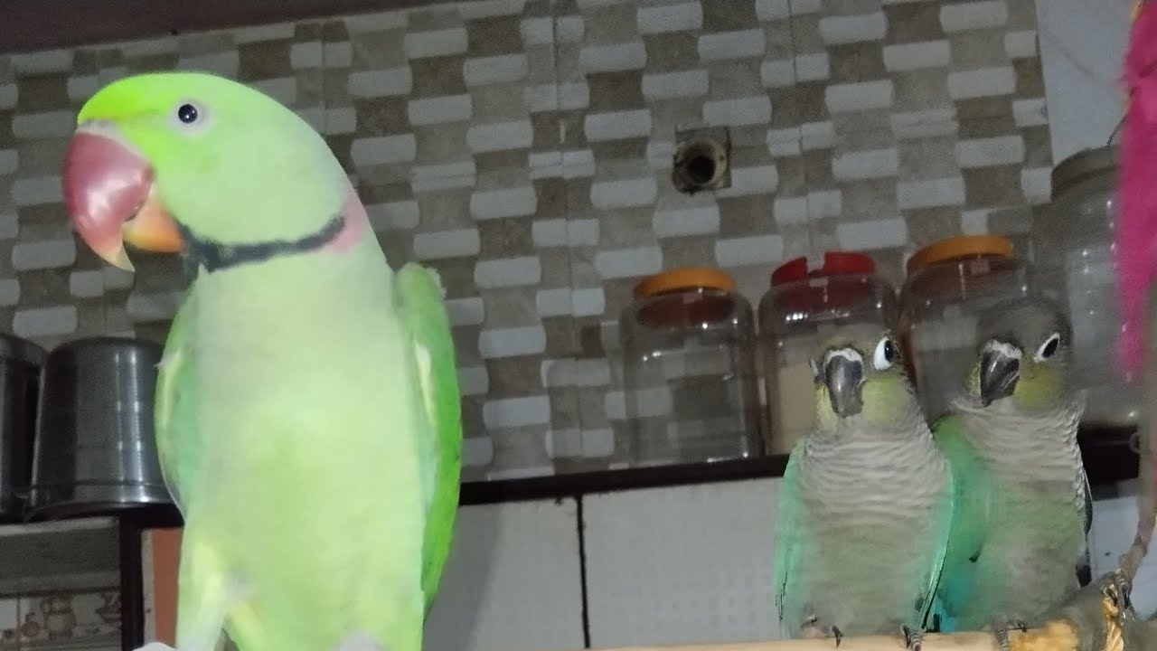 Mummy papa bolne wala Mitthu 😍