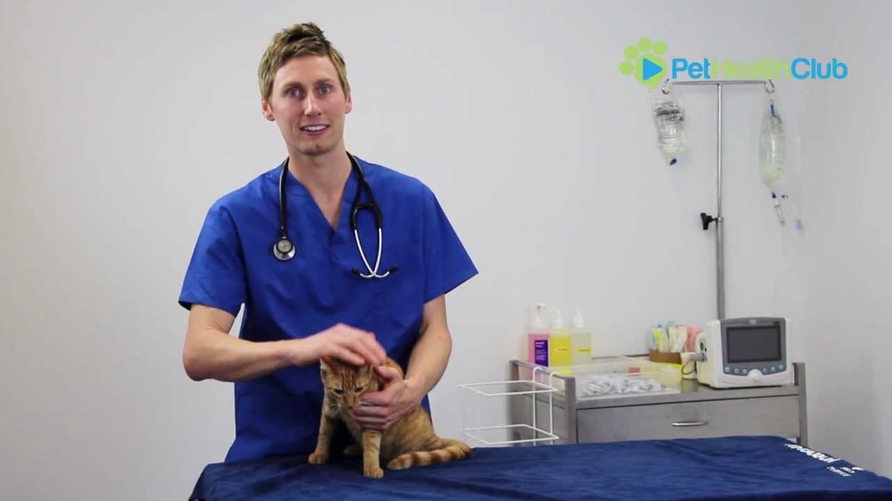 The PetHealthClub - Arthritis in Cats Explained (including symptoms and treatment options)
