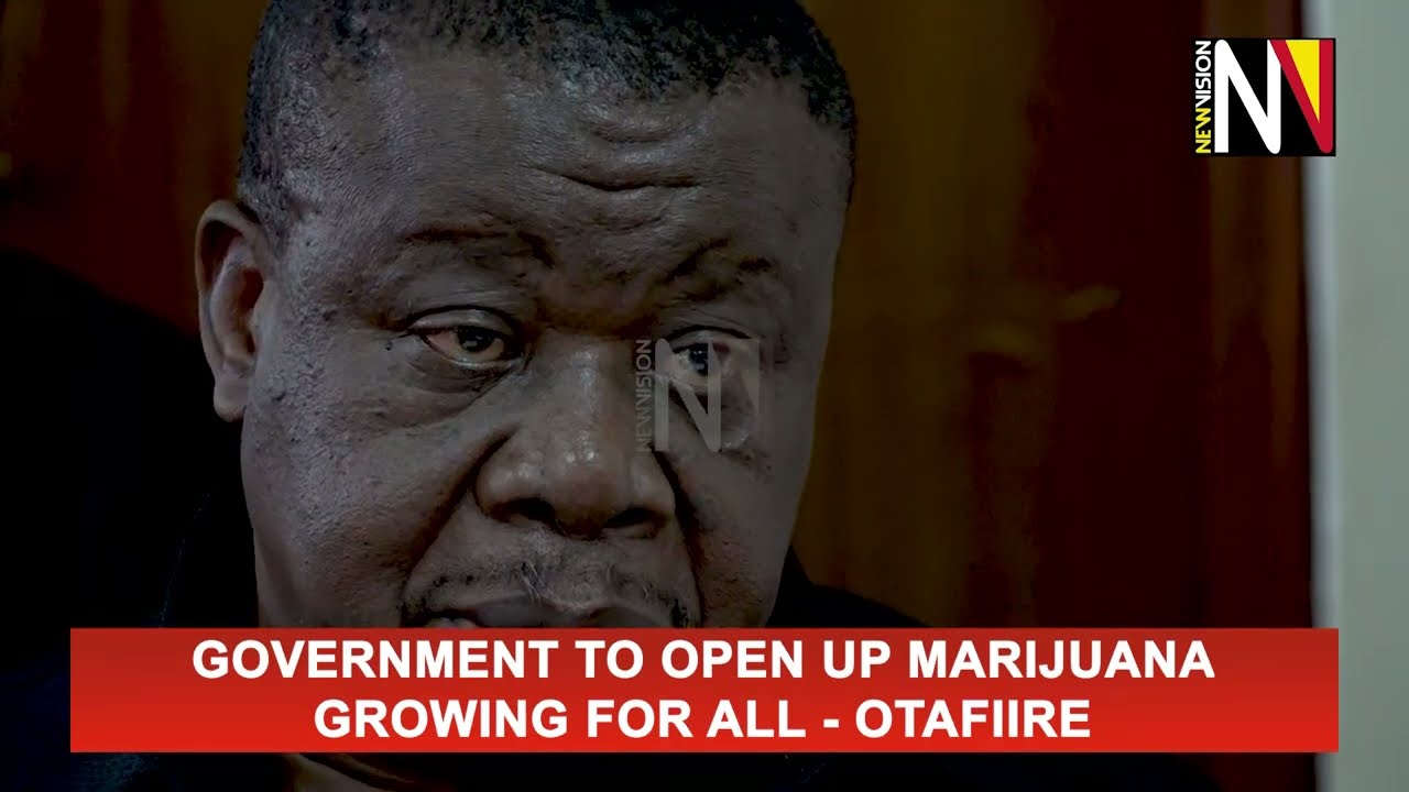 Government to open up marijuana growing for all - Otafiire