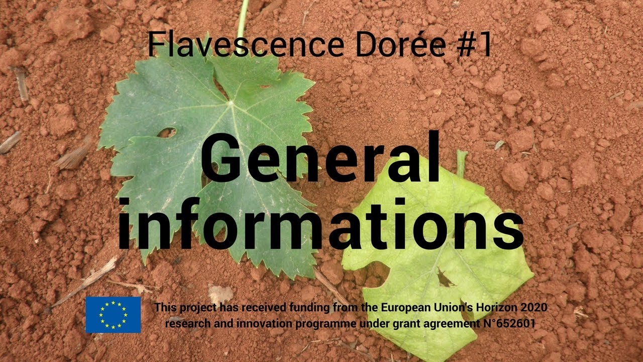 Flavescence Dorée #1 - General Informations