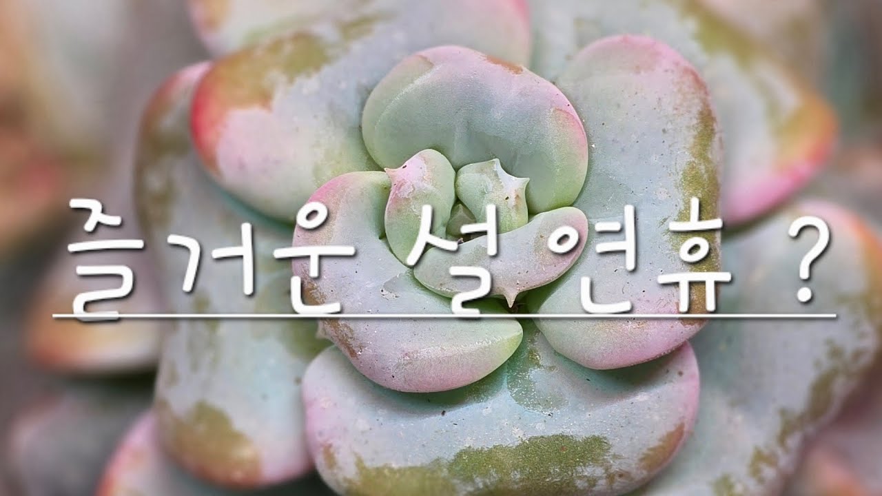 어릴적 나만 행복했던 구정 🫢