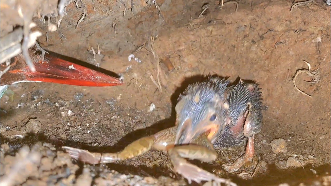 BARU TUMBUH CALON BULU ANAK TENGKEK SUDAH PERKASA MENELAN SEGALA JENIS MAKANAN BESAR