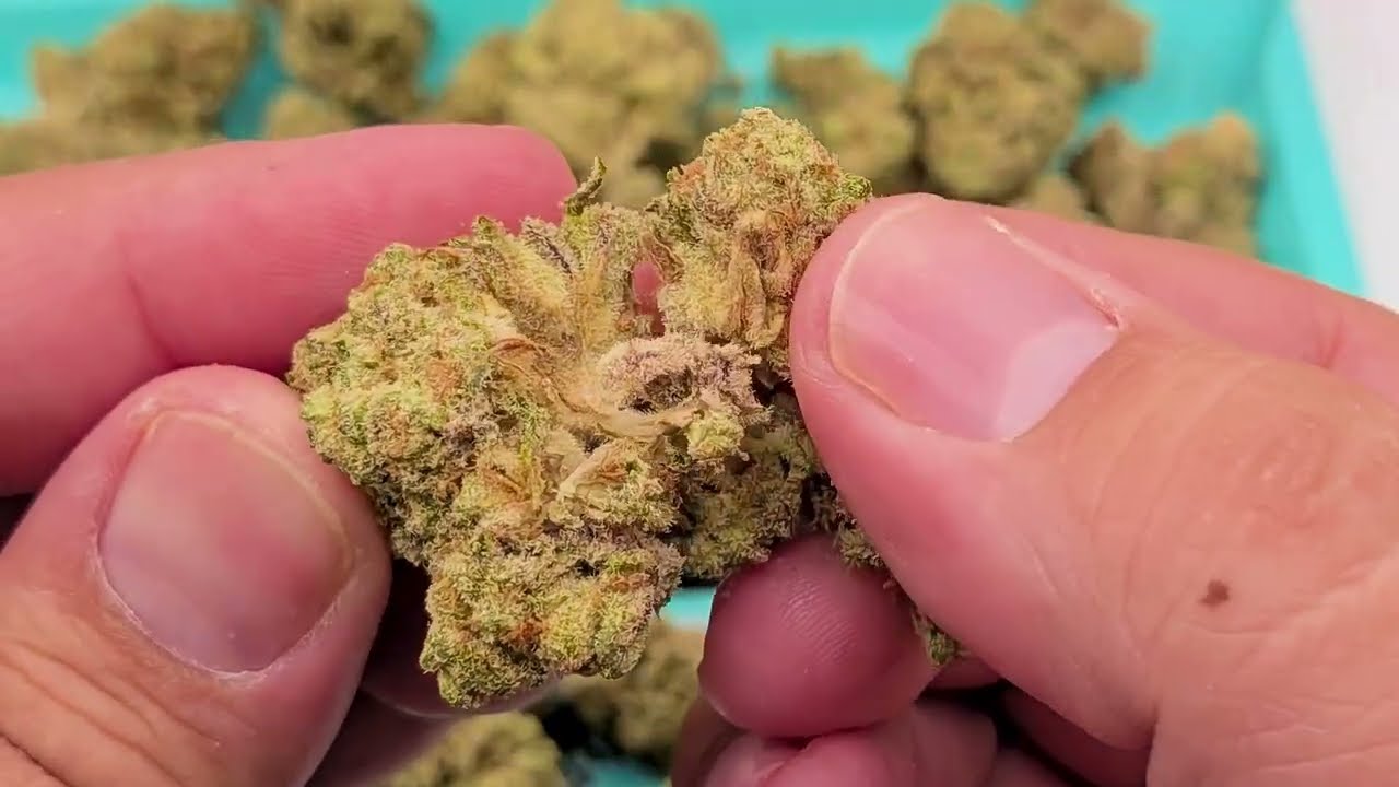 🍬 Sugar Tab LIT Farms | Sticky White Nugs Unbagging & Close-Up 💚