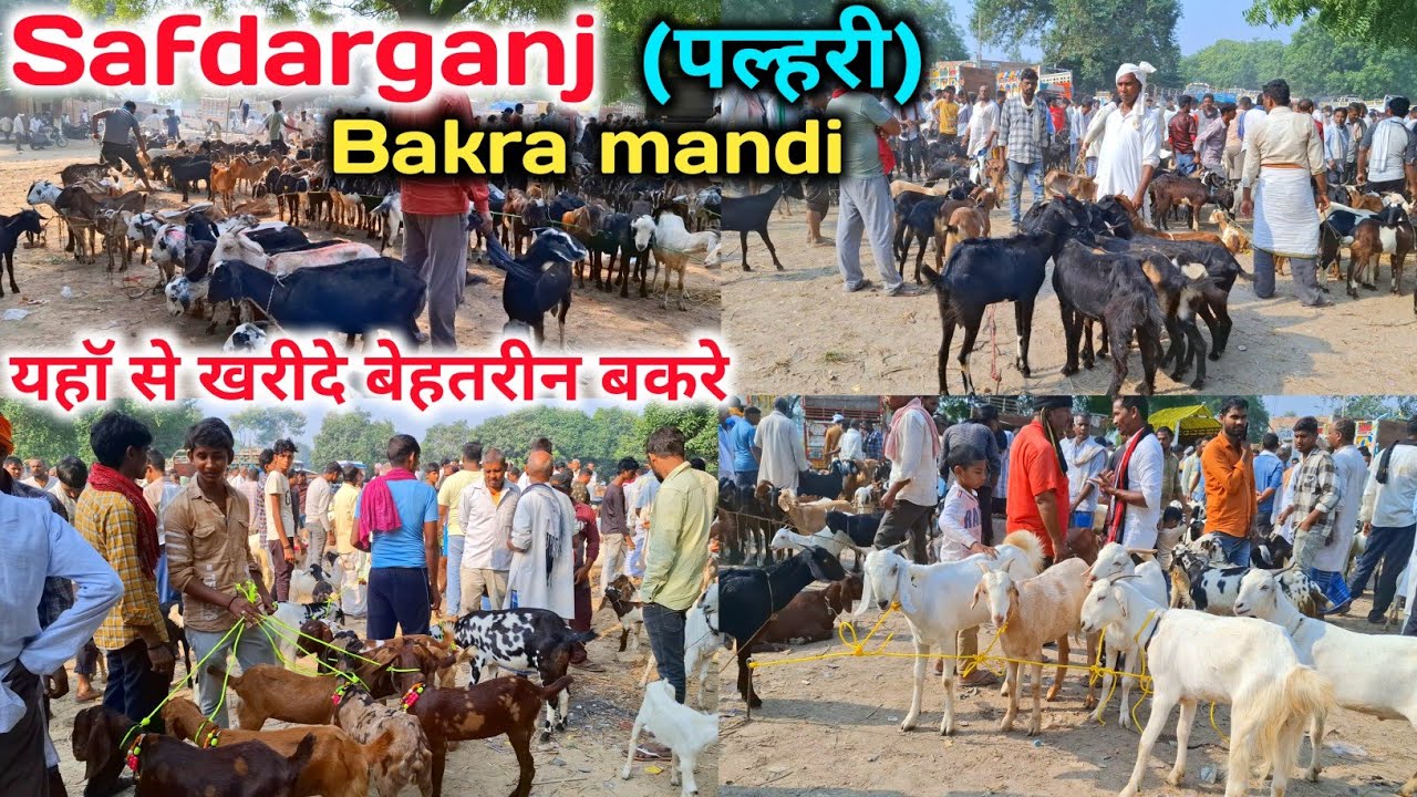 सफदरगंज (पलहरी) बकरा मंडी |Safdarganj Bakra mandi |Bakra Mandi Rate |Saturday Bakra mandi