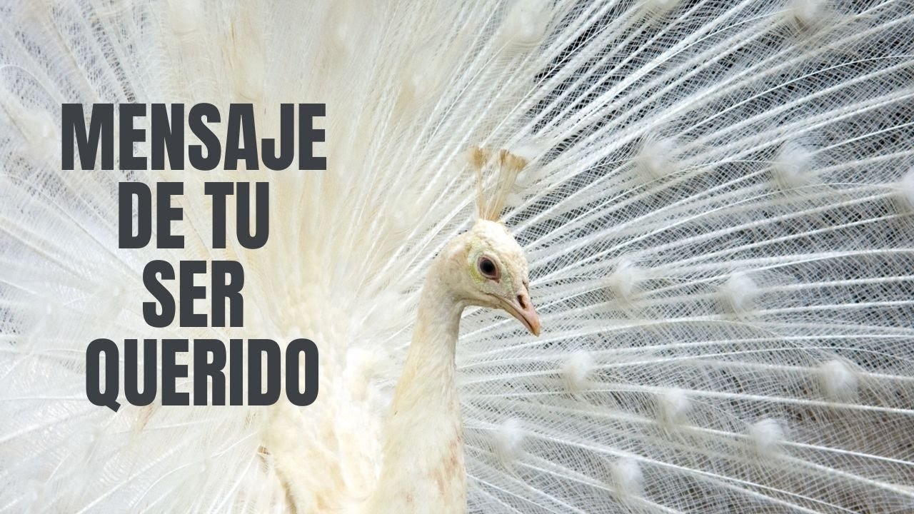 💌MENSAJE de tu SER QUERIDO✨