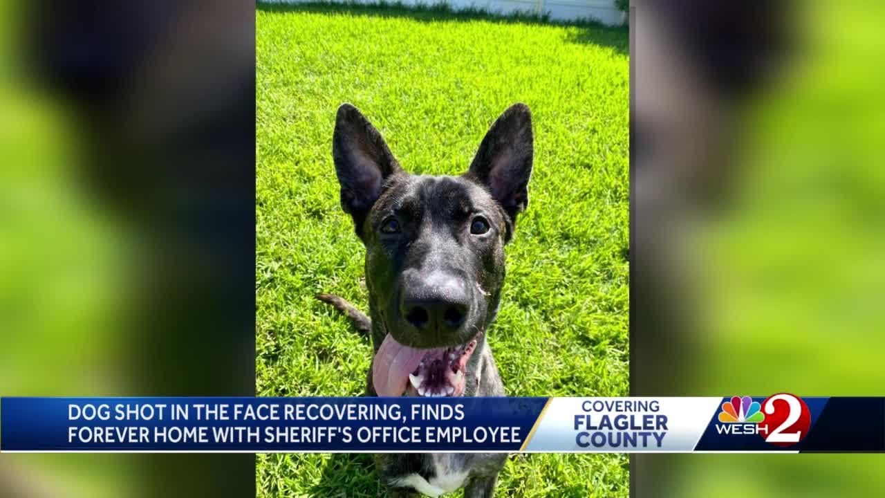 Flagler County Sheriff's Office employee and his wife adopt dog shot by owner