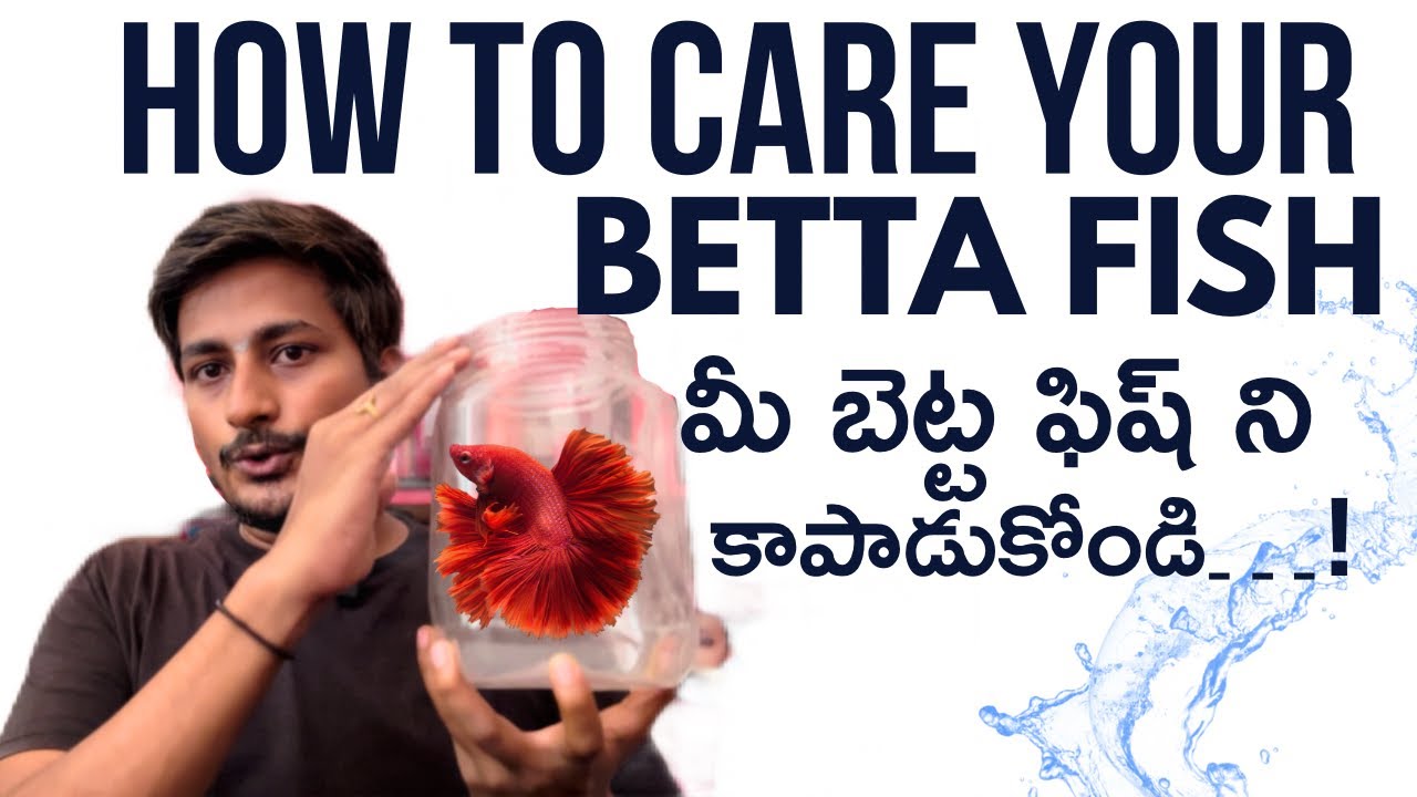 Betta Fish Care:How to care betta fish | Betta fish catering tips | Aquarium fish | in Telugu