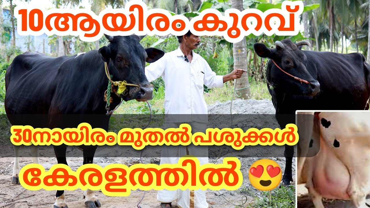 തമിഴ്നാട്ടിനെക്കാൾ 10ആയിരം കുറവിൽ പശുവാങ്ങാം 😍 സ്കീം പശുക്കൾ #dairyfarming