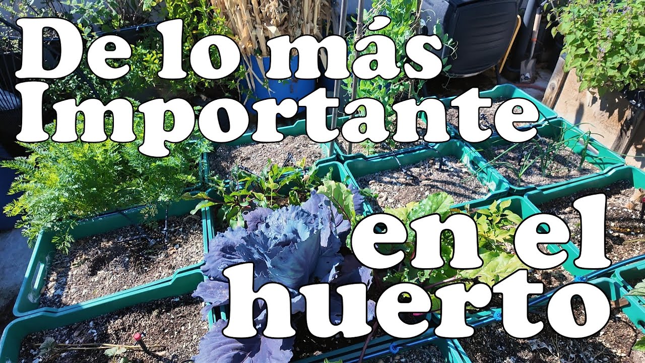 2 Huerto a finales de Enero 2026 y recorrido