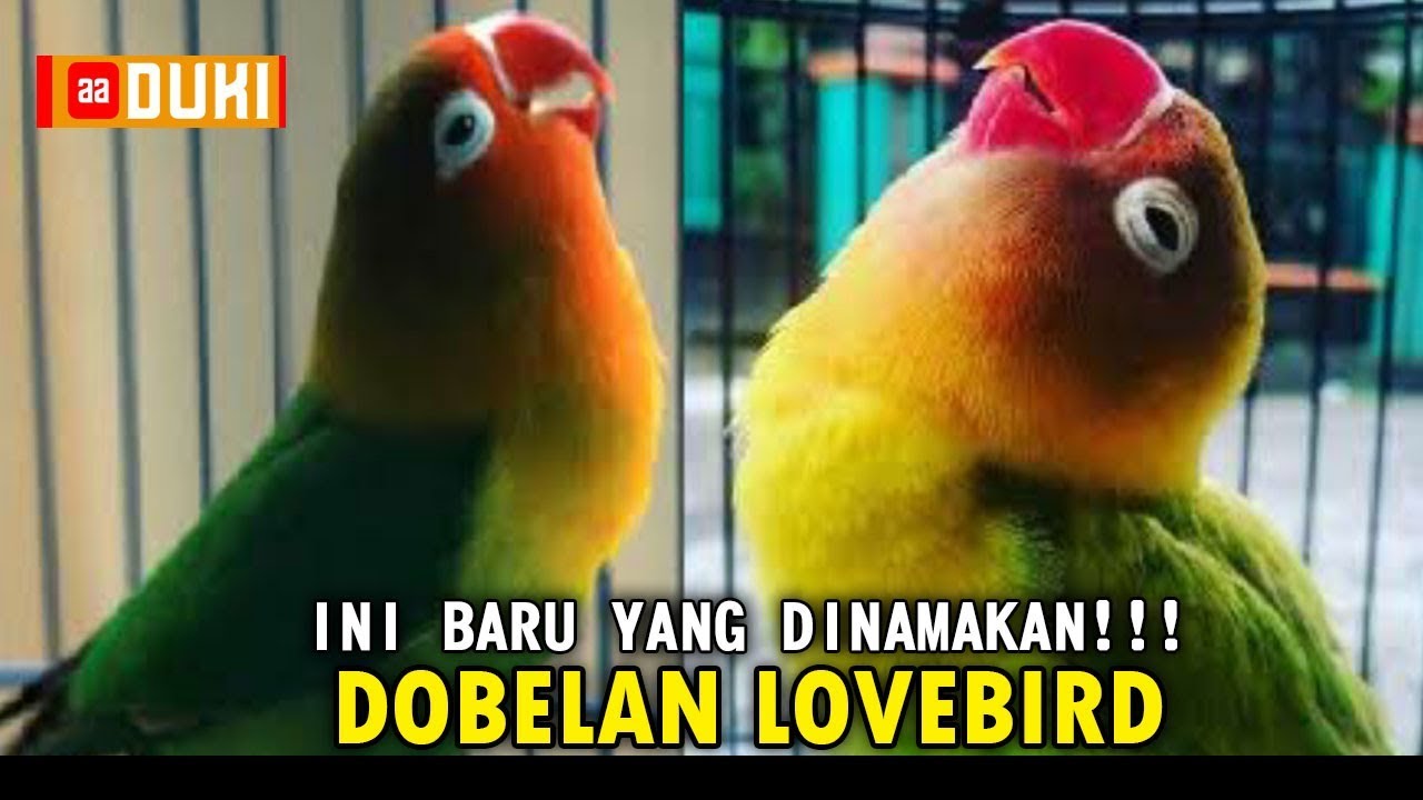 Belajar Lovebird : Coba Disimak!! Contoh Suara DOBELAN LOVEBIRD