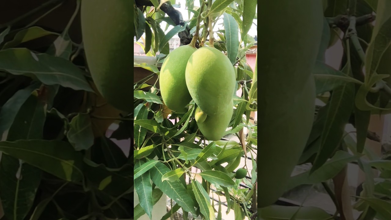 ছাদ বাগানে কি সুন্দর আম হয়েছে সাথে অনেক অনেক মুকুল #viralvideo #chadbagan