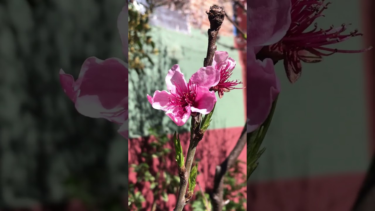 Durazno en flor. 