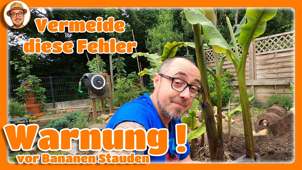 Bananenstaude im Garten einpflanzen 🌴 Vermeide diese Fehler! Bananen Wurzelsperre Rhizomsperre