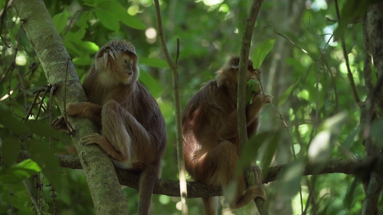 Les langurs dans la nature