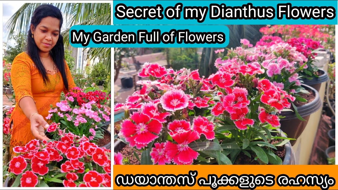 5 Secret Tips to Get More Flowering in Dianthus | ഡയാന്തസ് ചെടി ഒത്തിരി പൂവിടാൻ 5 ടിപ്സ്