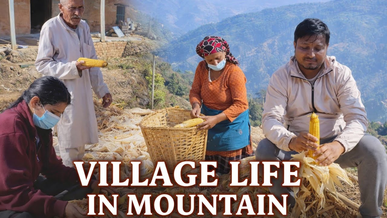 Pahadon Ki Gaon Zindagi | Village Life in Mountain | Corn Harvest & Family Work | vlog 