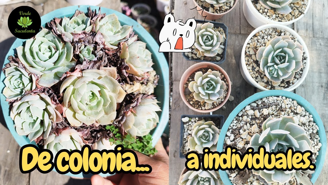 Vamos a propagar y darles mantenimiento a estas Echeverias runyonii.